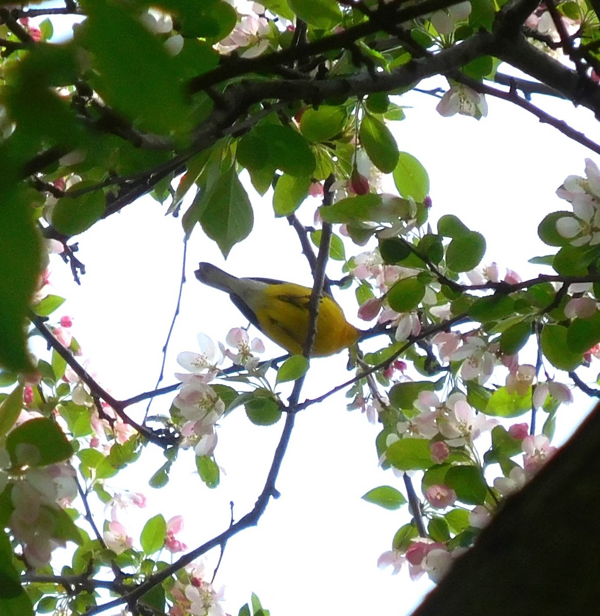 Blue-winged Warbler - ML634226090