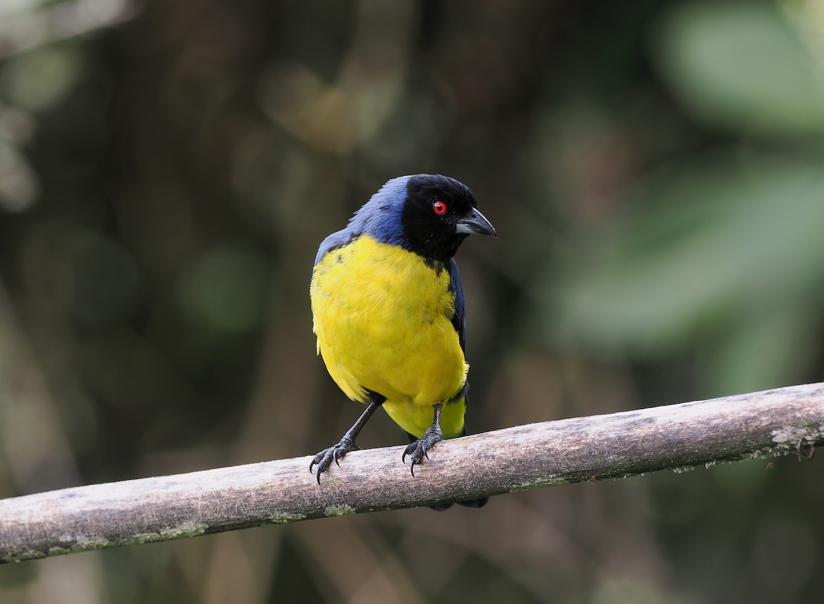 Hooded Mountain Tanager - ML634226136