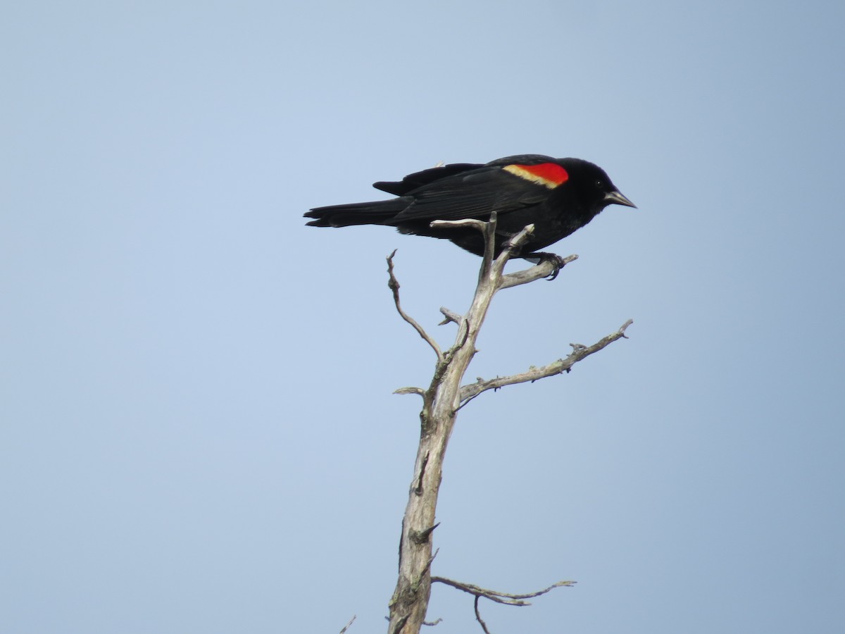 Red-winged Blackbird (Red-winged) - ML634226143