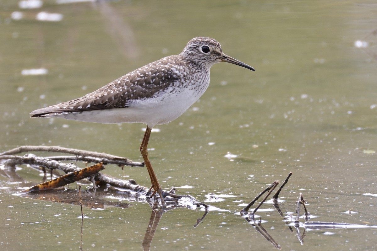 Solitary Sandpiper - ML634226173