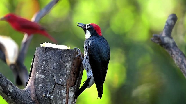 くり‼️キツツキ ドングリキツツキ - eBird