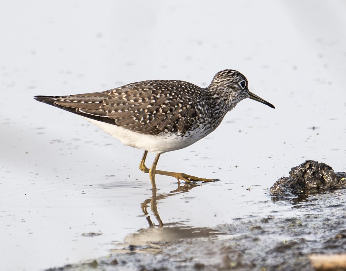 Solitary Sandpiper - ML634226333