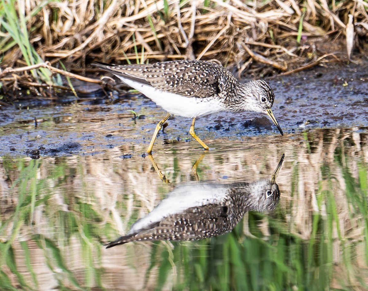 Solitary Sandpiper - ML634226358