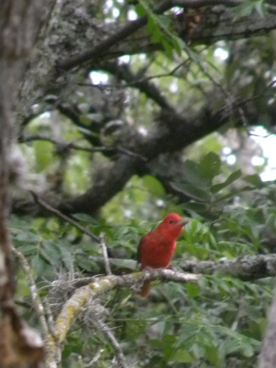 Summer Tanager - ML634226368
