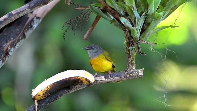Gray-headed Tanager - ML634226381