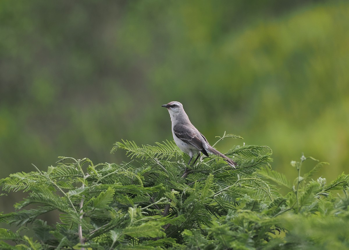 Tropical Mockingbird (Southern) - ML634226417