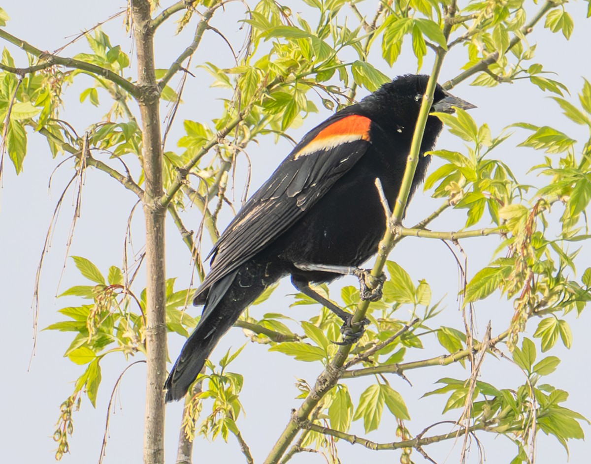 Red-winged Blackbird - ML634226437