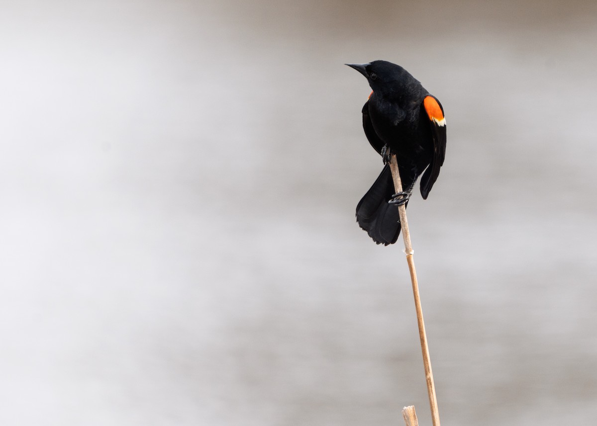 Red-winged Blackbird - ML634226485