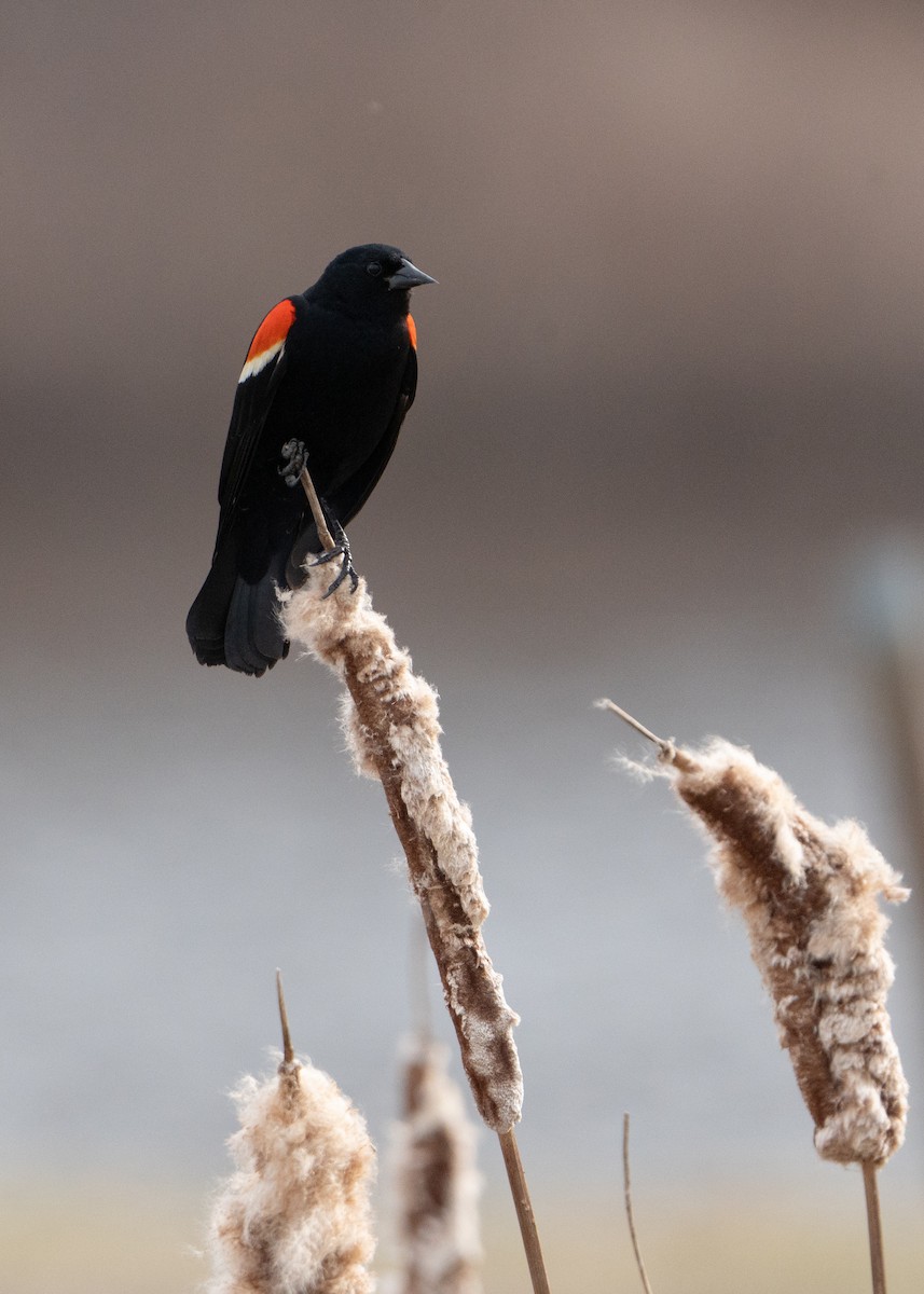Red-winged Blackbird - ML634226486