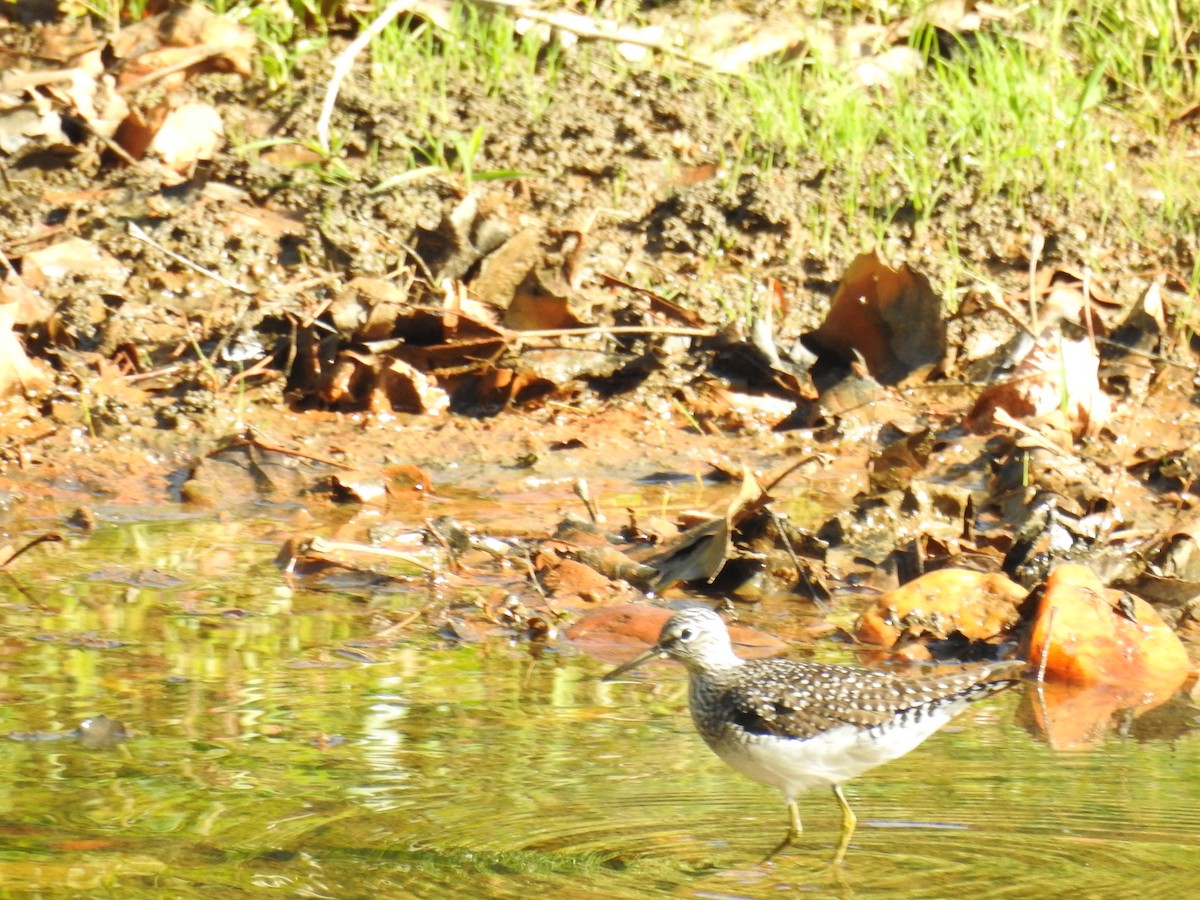 Solitary Sandpiper - ML634226491