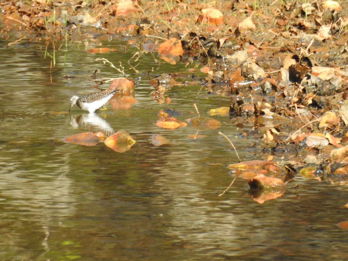 Solitary Sandpiper - ML634226492