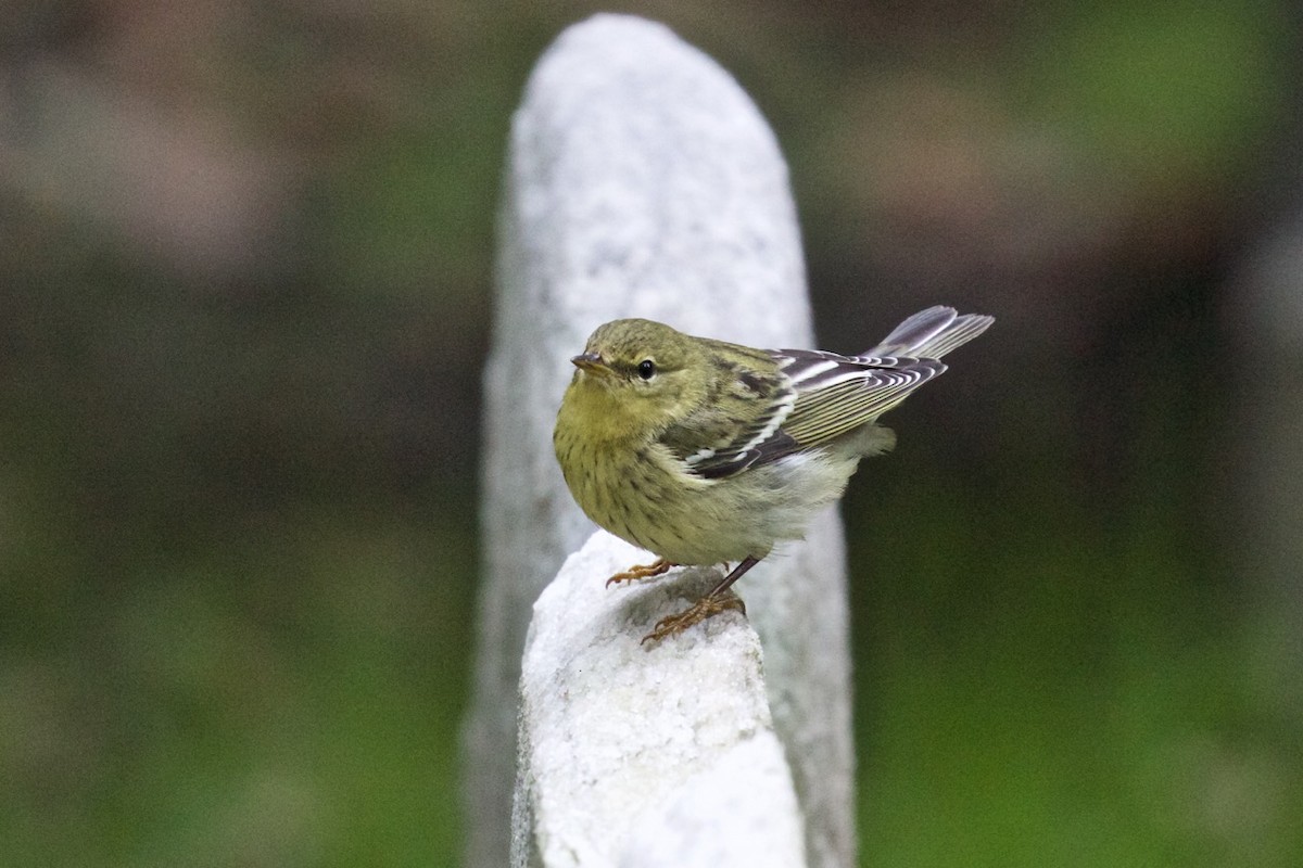 svarthetteparula - ML634226595
