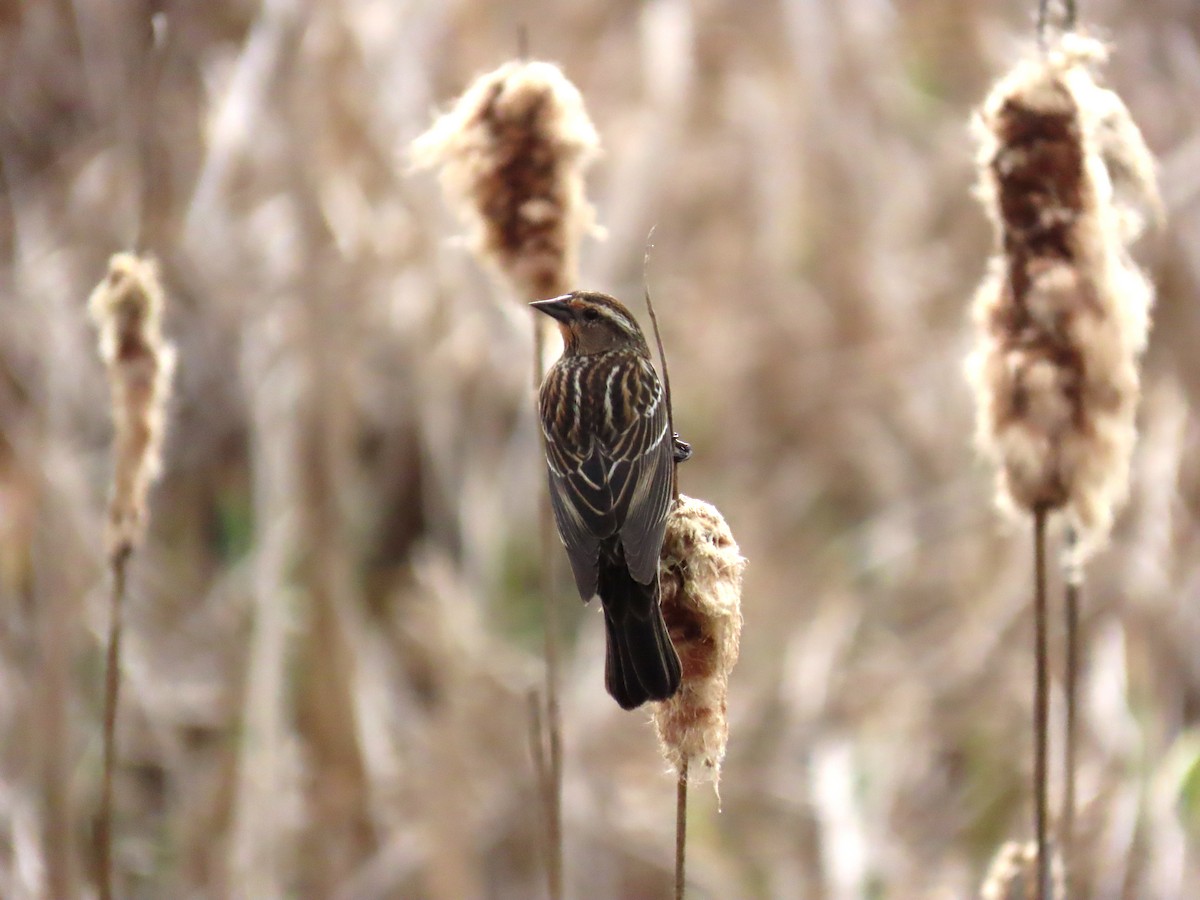 Red-winged Blackbird (Red-winged) - ML634226601