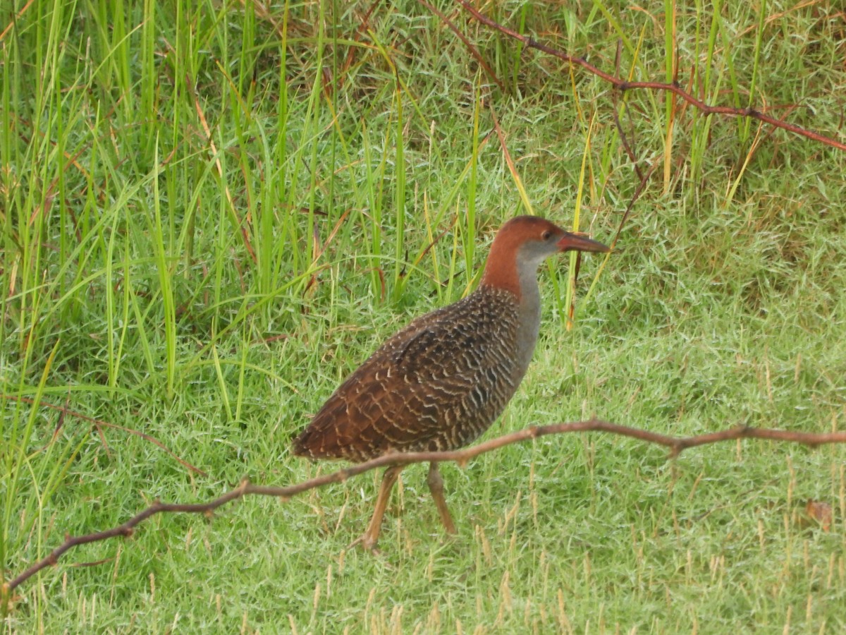 Slaty-breasted Rail - ML634226606