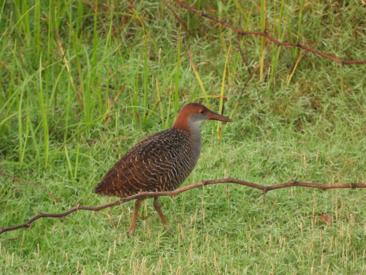 Slaty-breasted Rail - ML634226608
