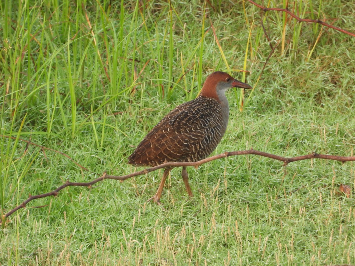 Slaty-breasted Rail - ML634226609