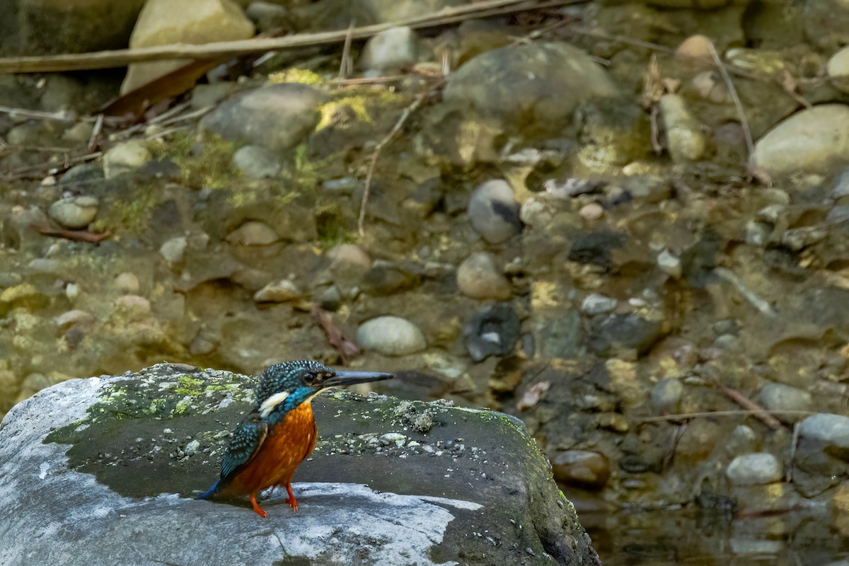 Blyth's Kingfisher - ML634226611