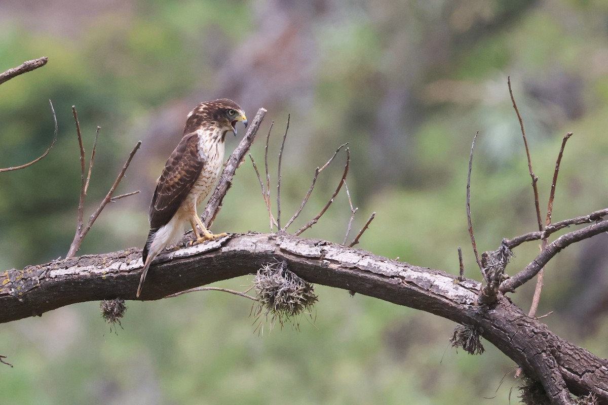 Roadside Hawk (Southern) - ML634226646