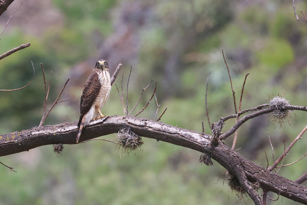 Roadside Hawk (Southern) - ML634226647
