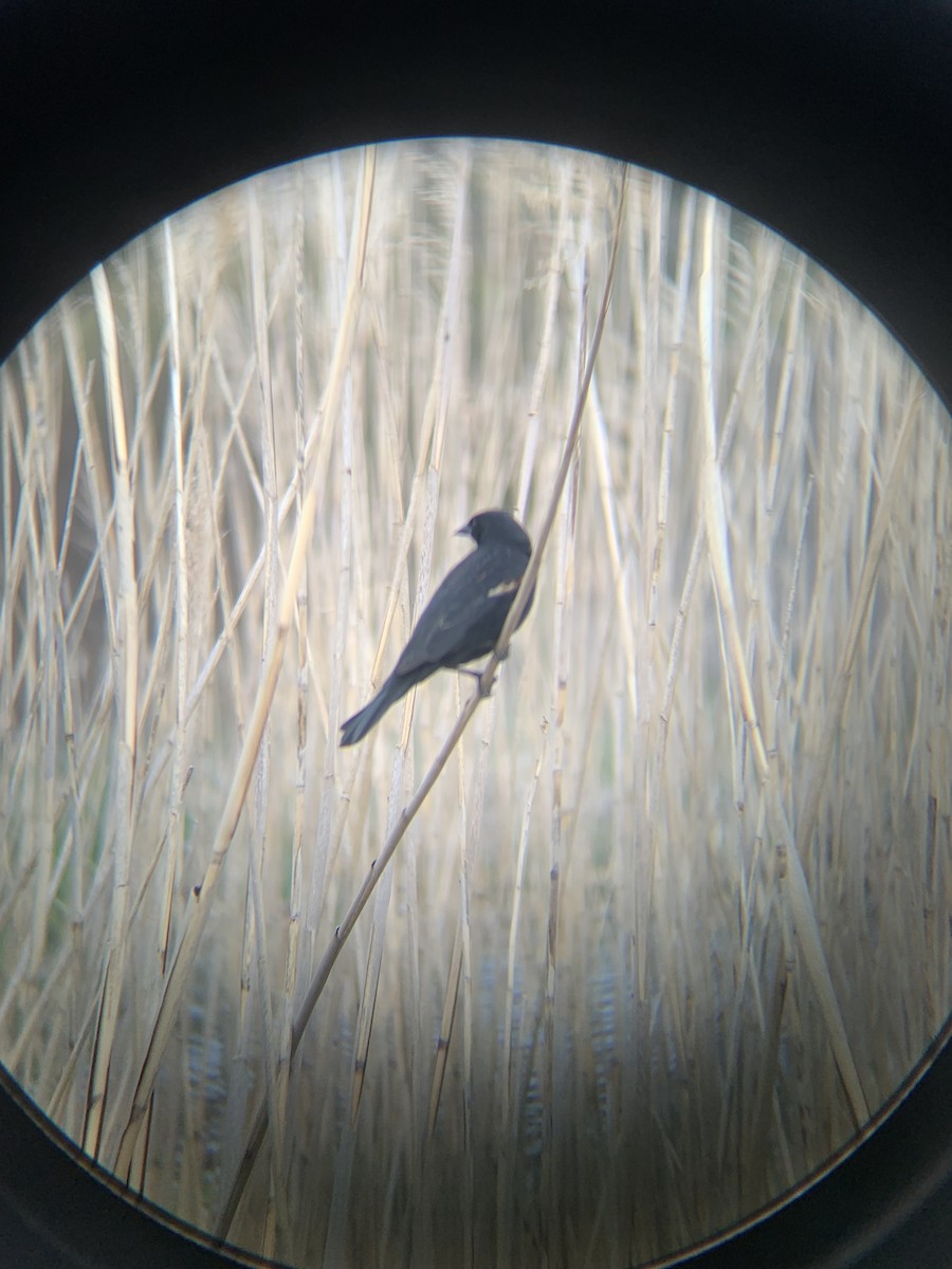 Red-winged Blackbird - ML634226701