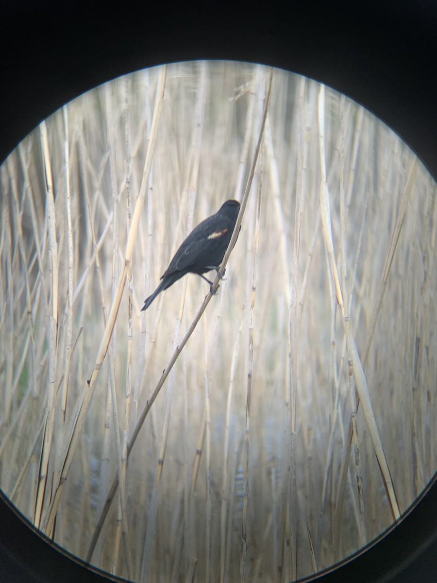Red-winged Blackbird - ML634226702