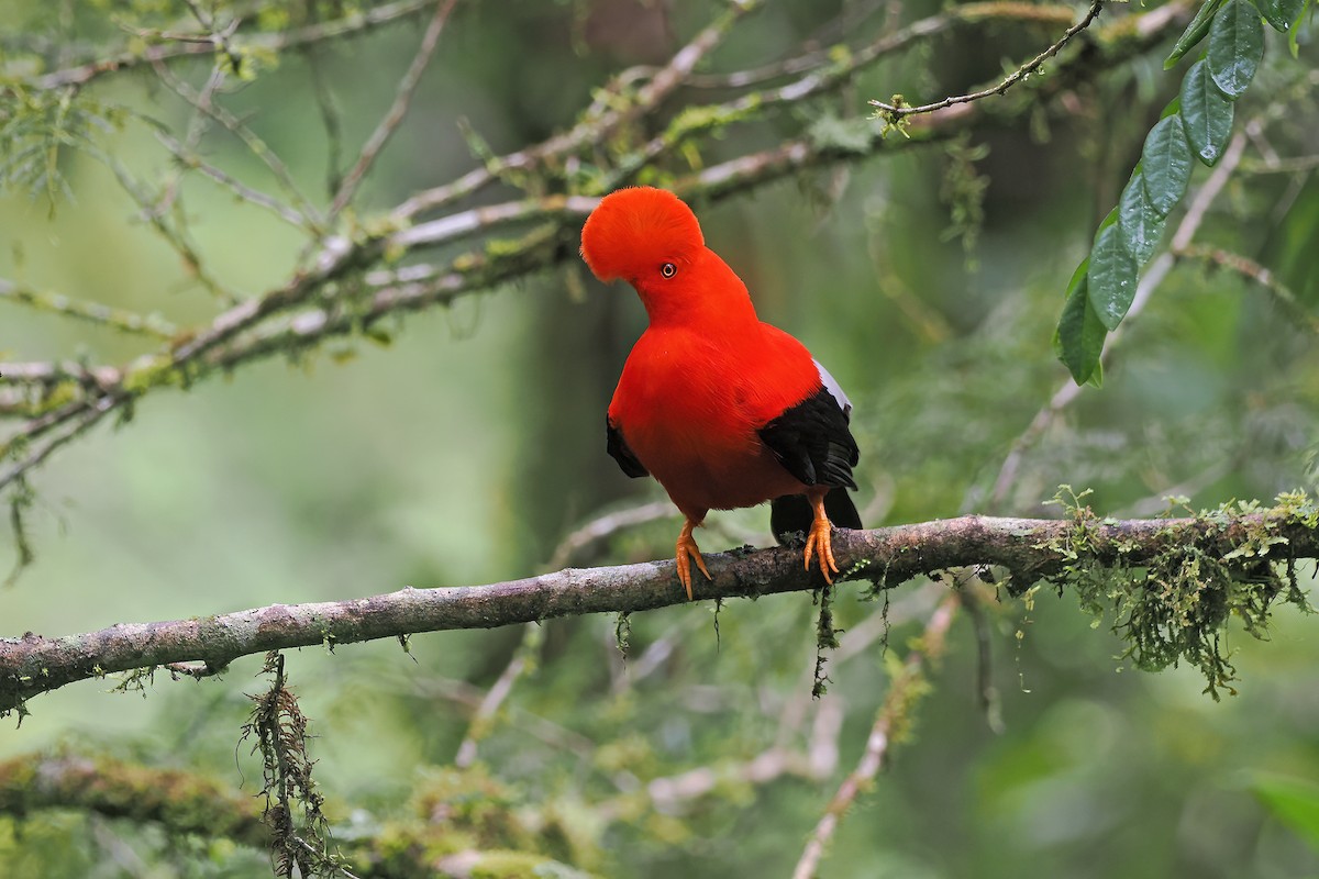 Andean Cock-of-the-rock - ML634226733