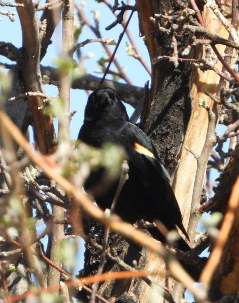 Red-winged Blackbird - ML634226738