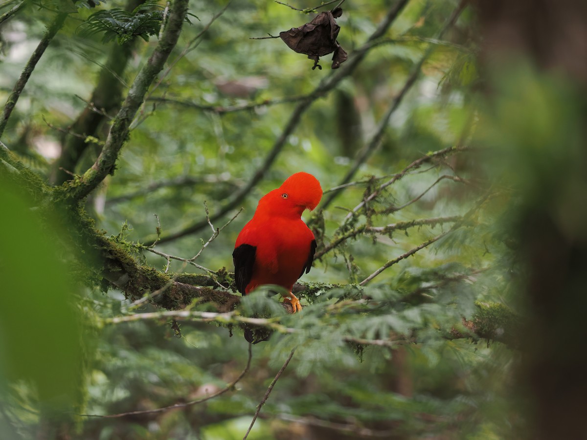 Andean Cock-of-the-rock - ML634226783