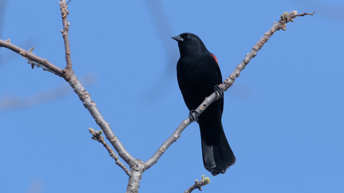 Red-winged Blackbird - ML634226922