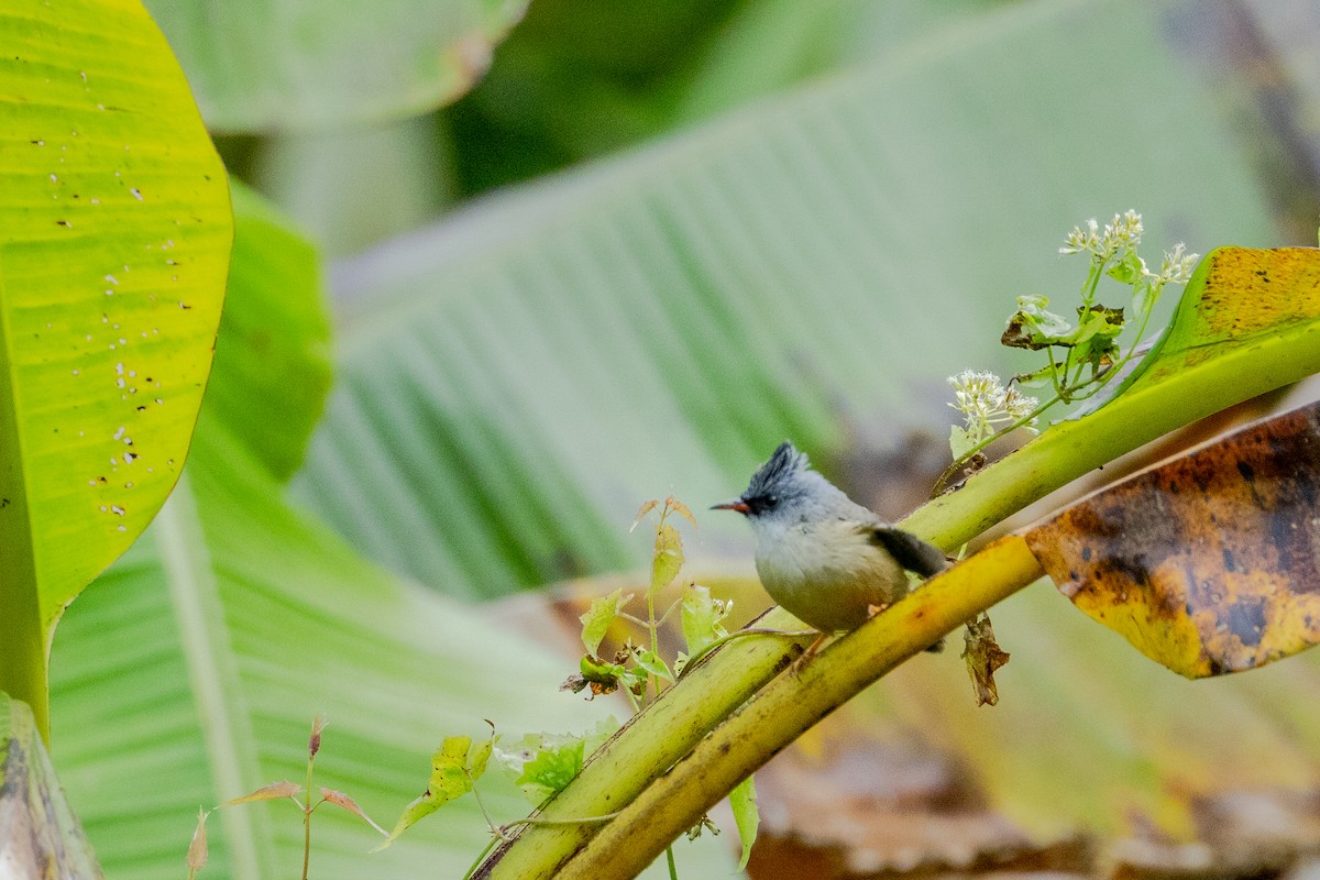 Black-chinned Yuhina - ML634226928