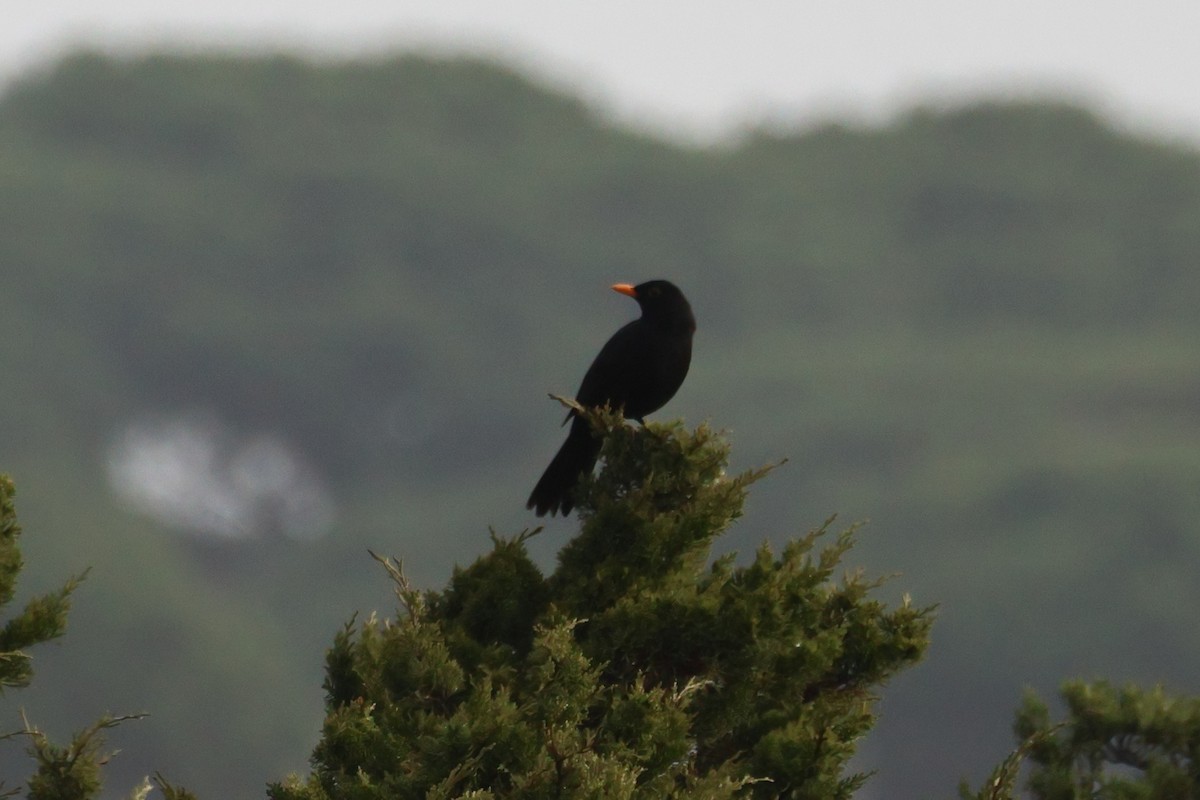 Eurasian Blackbird - ML634227035