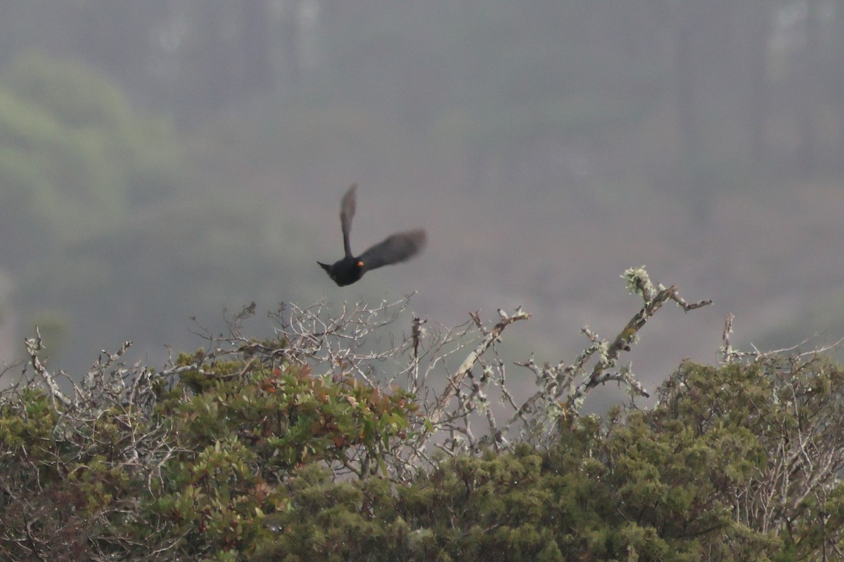 Eurasian Blackbird - ML634227036