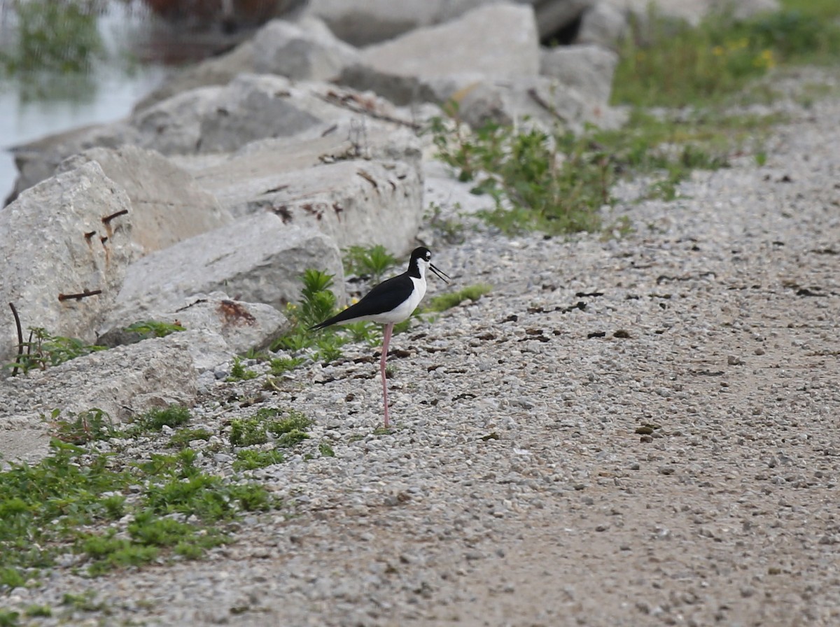 Black-necked Stilt - Ron Sempier