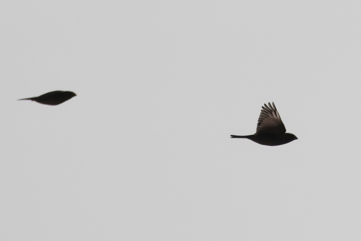 Corn Bunting - ML634227124