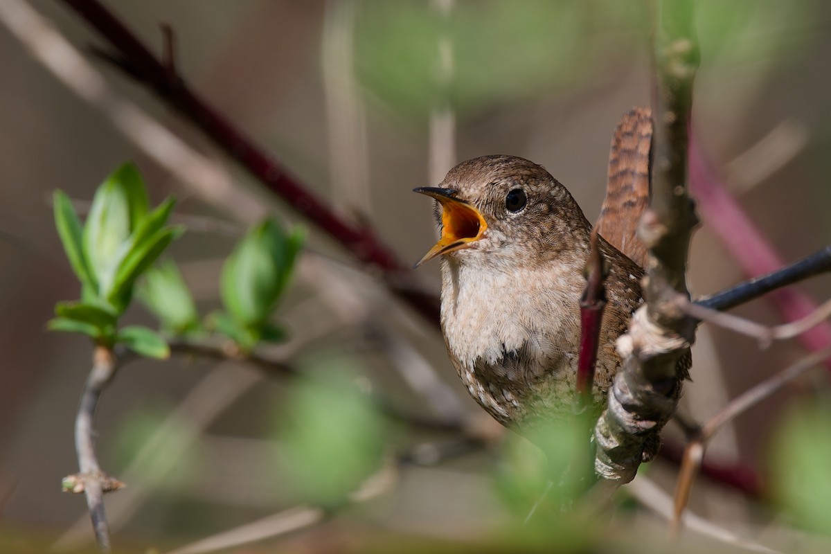 Winter Wren - ML634227131