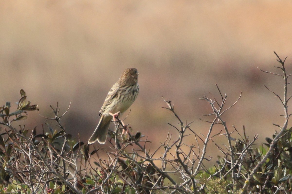 Corn Bunting - ML634227134