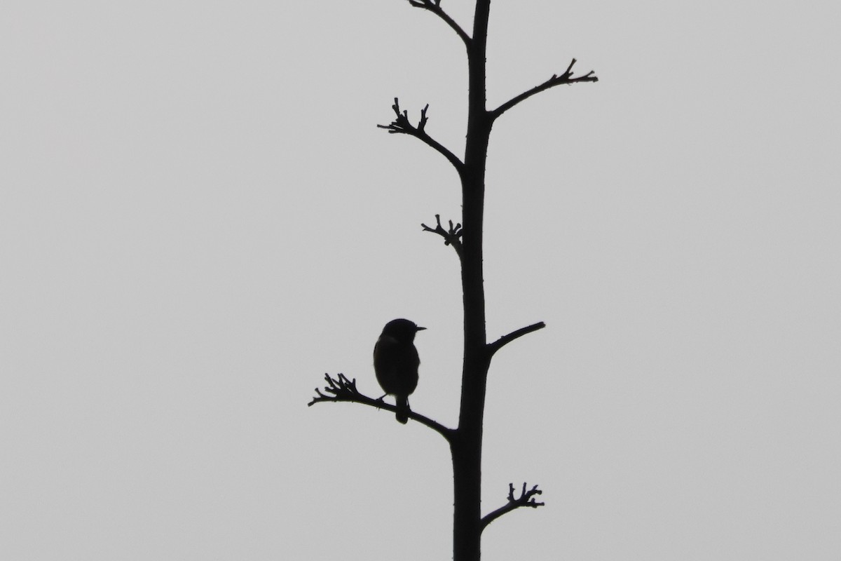 European Stonechat - ML634227157