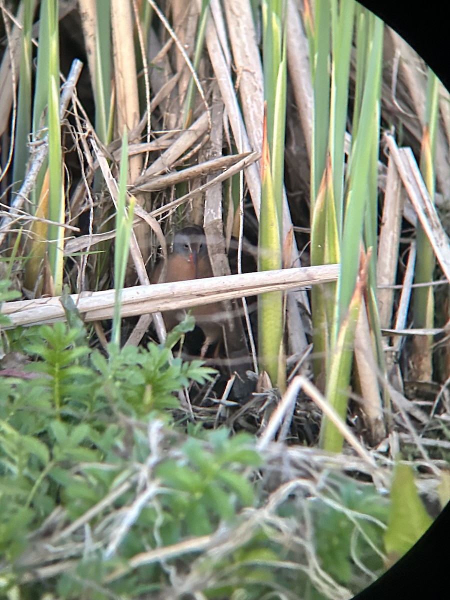 Virginia Rail - ML634227237