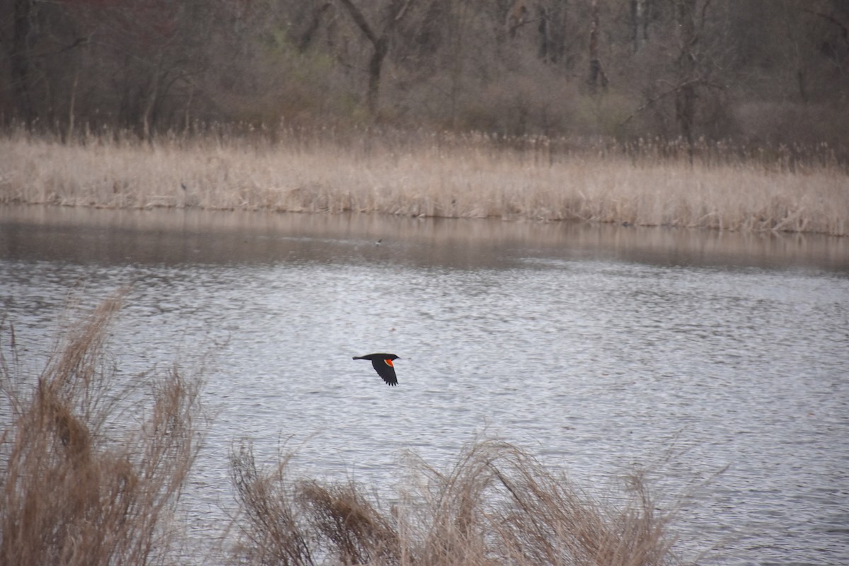 Red-winged Blackbird - ML634227238