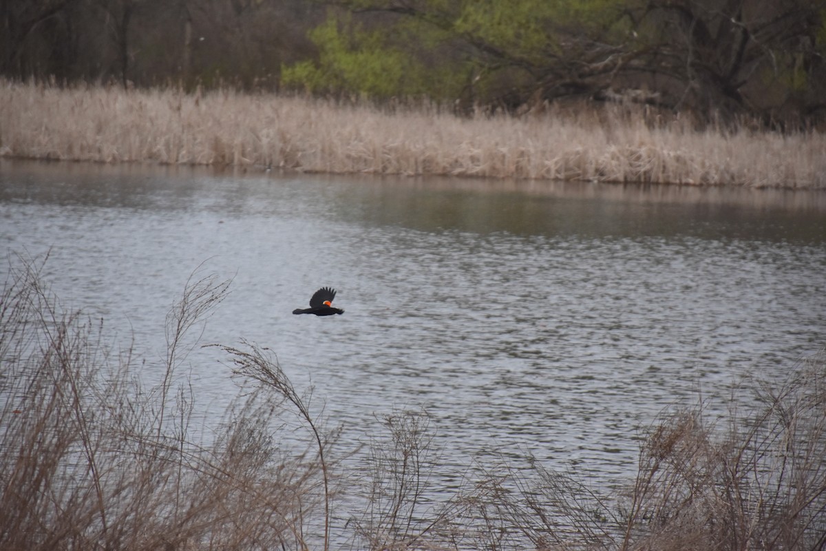 Red-winged Blackbird - ML634227241