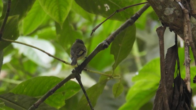 Spectacled Tyrannulet - ML634227243