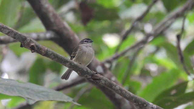 Spectacled Tyrannulet - ML634227245
