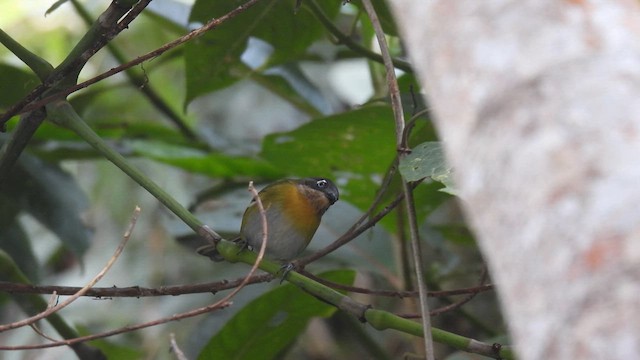 Common Chlorospingus (Venezuela) - ML634227254