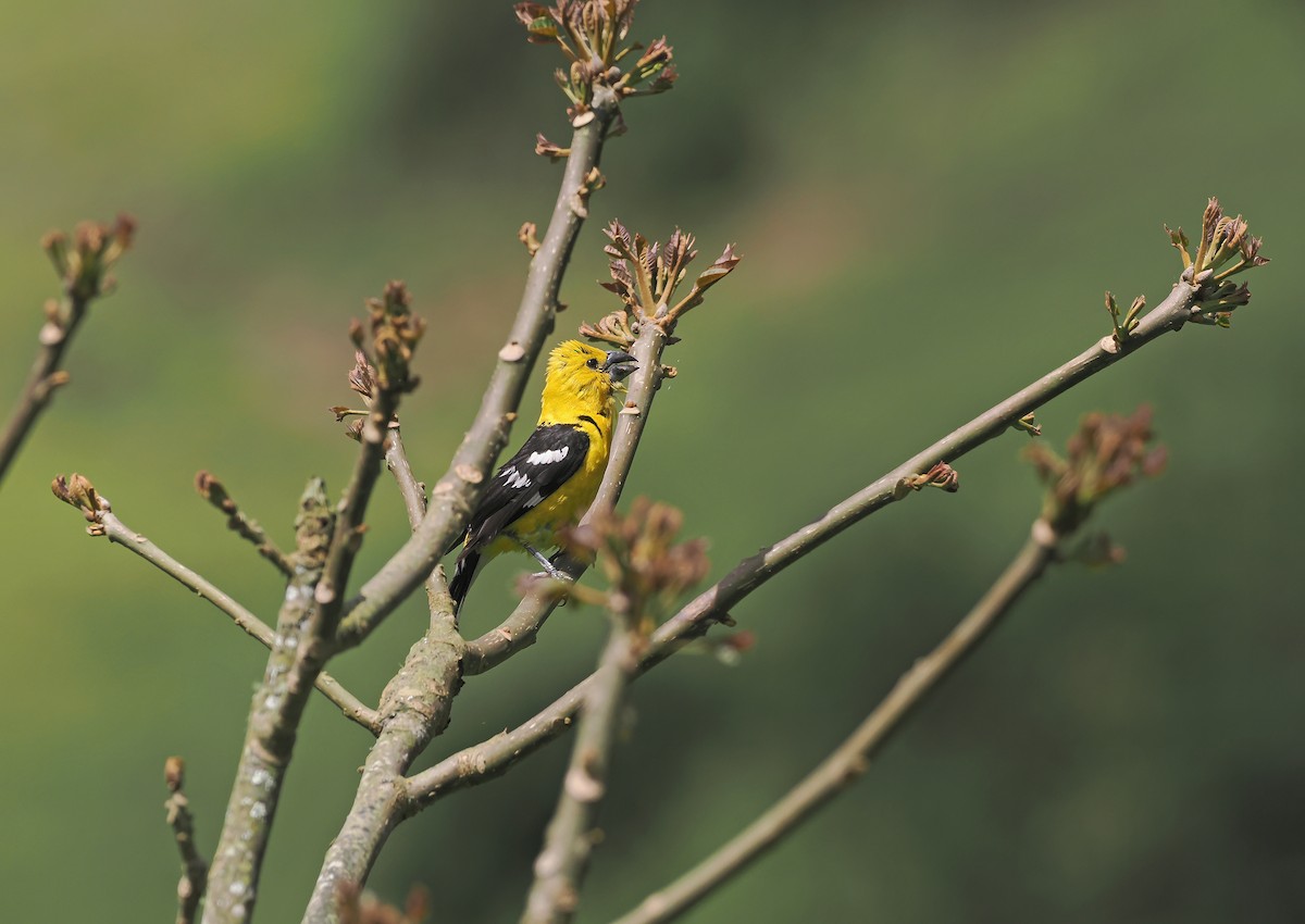 Golden Grosbeak - ML634227266