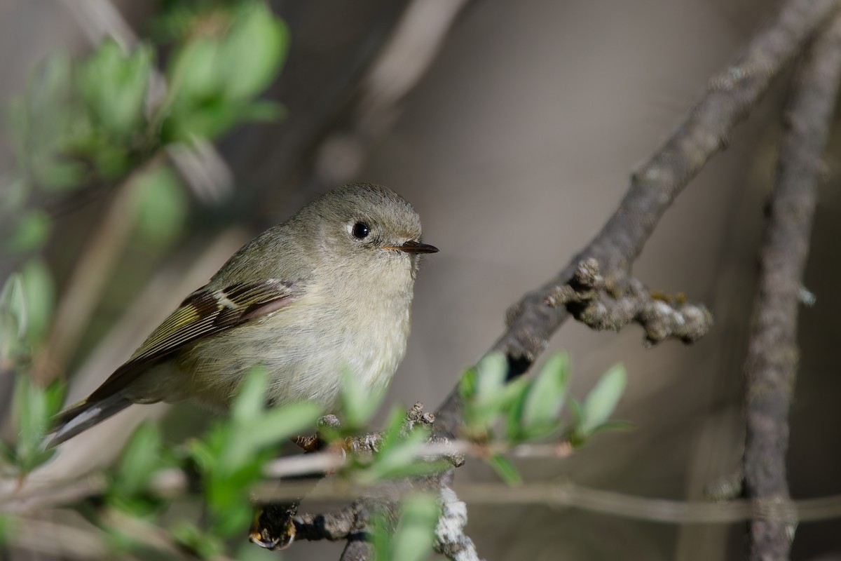 Ruby-crowned Kinglet - ML634227276