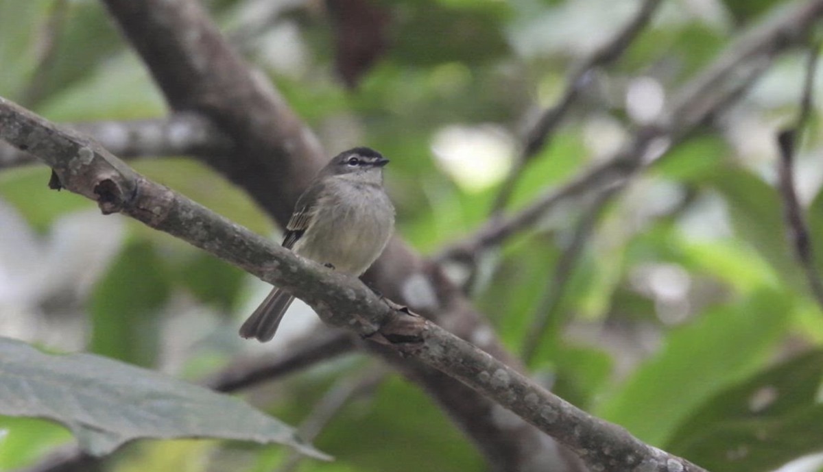Spectacled Tyrannulet - ML634227327
