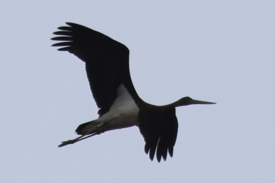 Black Stork - ML634227349