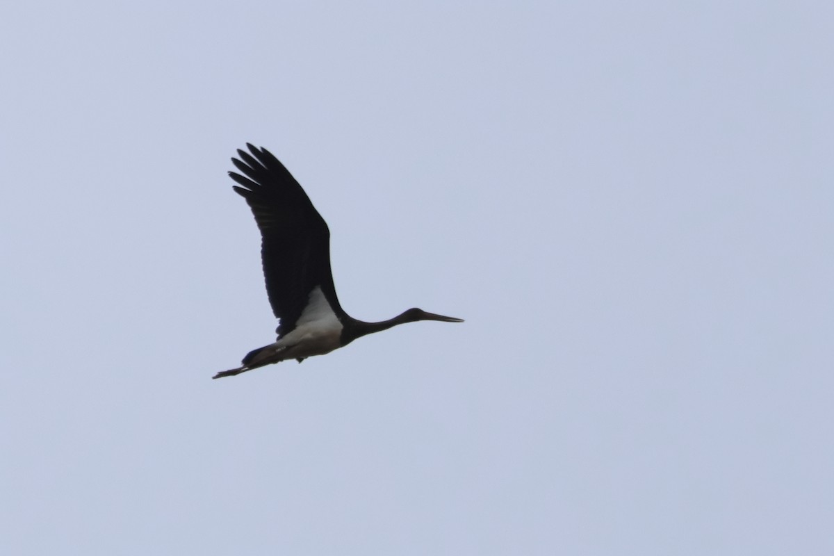 Black Stork - ML634227350