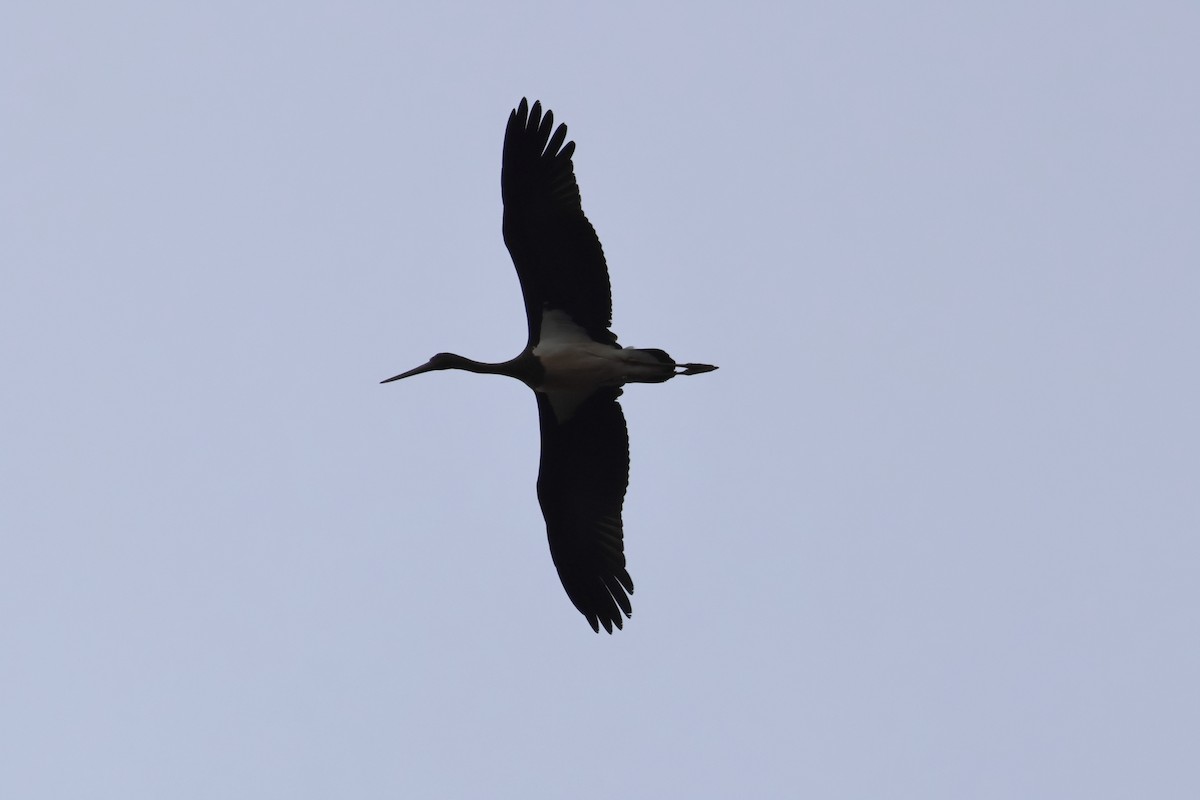 Black Stork - ML634227351