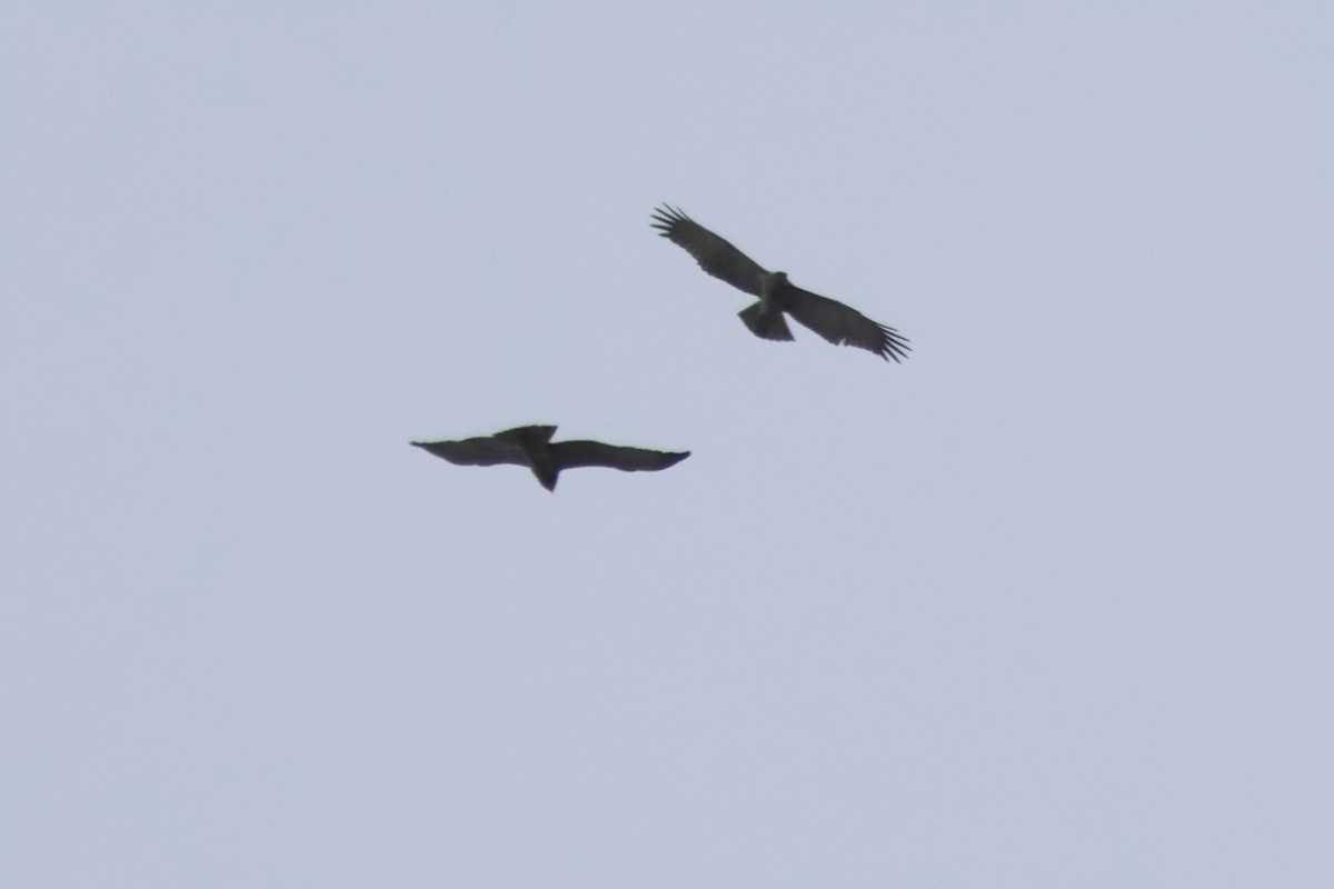 Short-toed Snake-Eagle - ML634227359